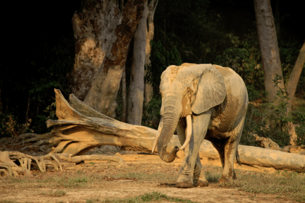 “elephant-trees”