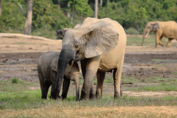 elefante-cria-wwf-ibm