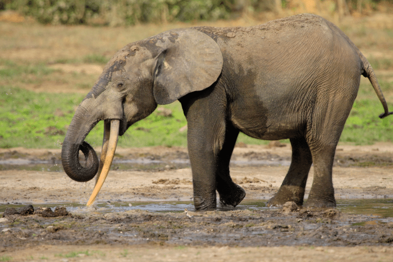 elefante-victima-caza-furtiva-esperanza-conservacion